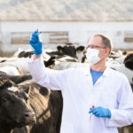 veterinarian looks for tests in vitro on the farm cows